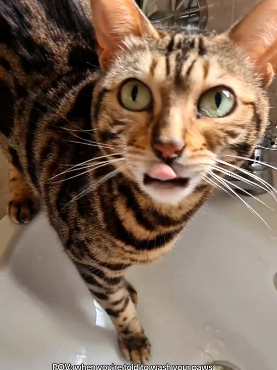 @Paris the Bengal cat