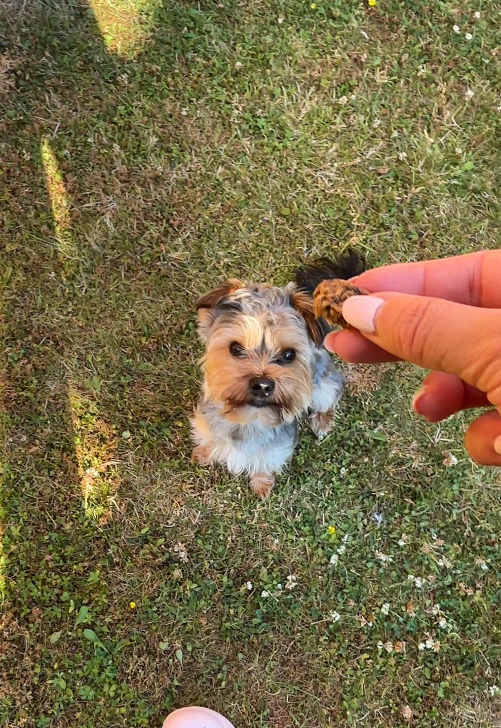 @Benjie the Yorkie