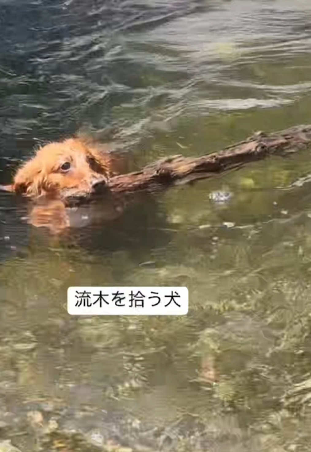 @しばいぬ