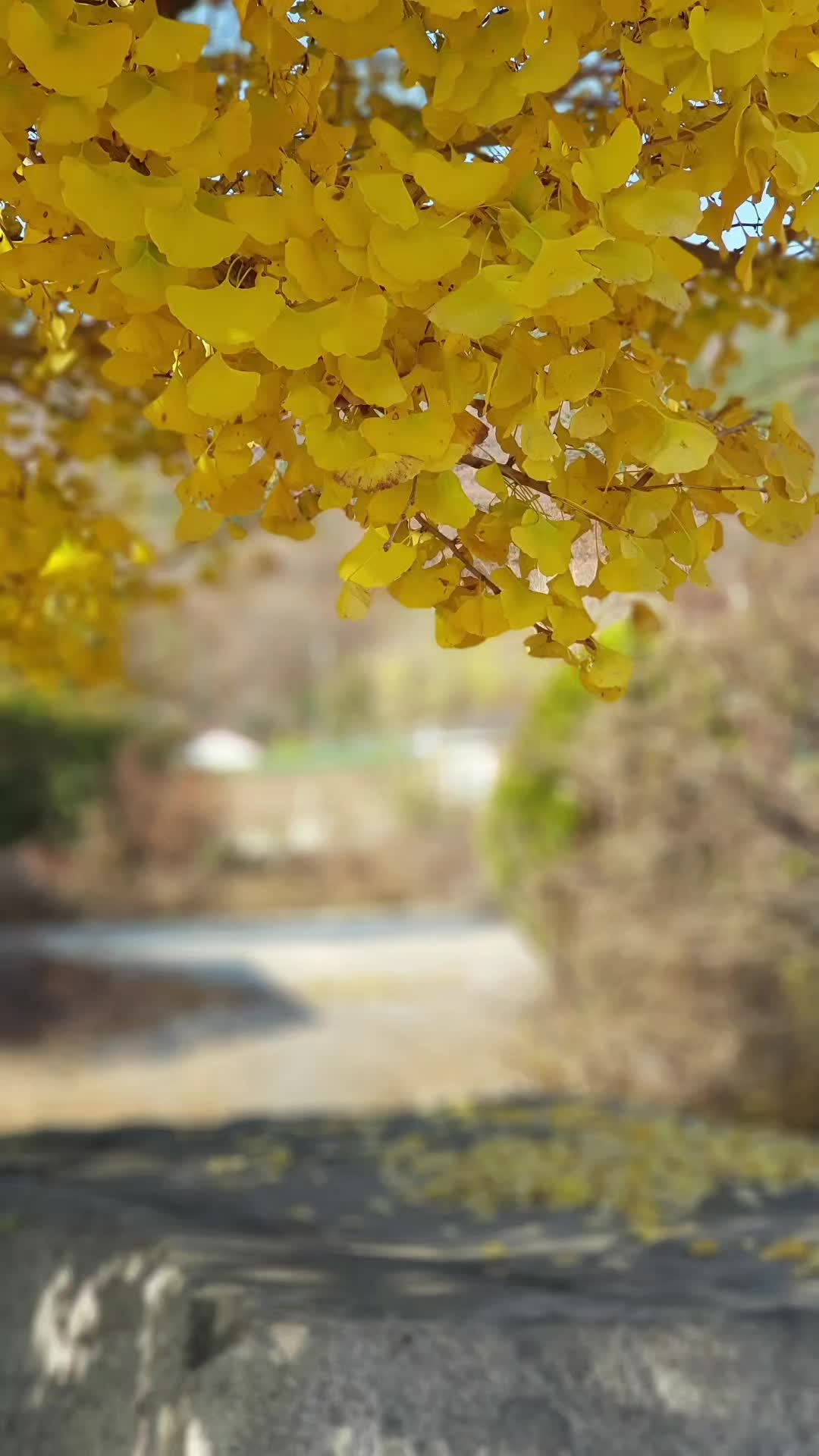 @유리꽃