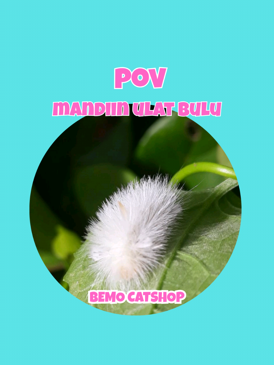 @Bemo Catshop