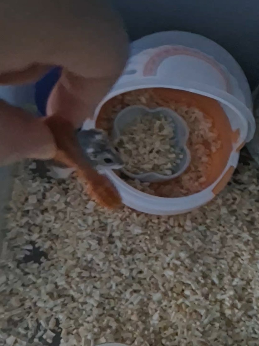 @햄찌🐹소금이🐭🌸푸딩이