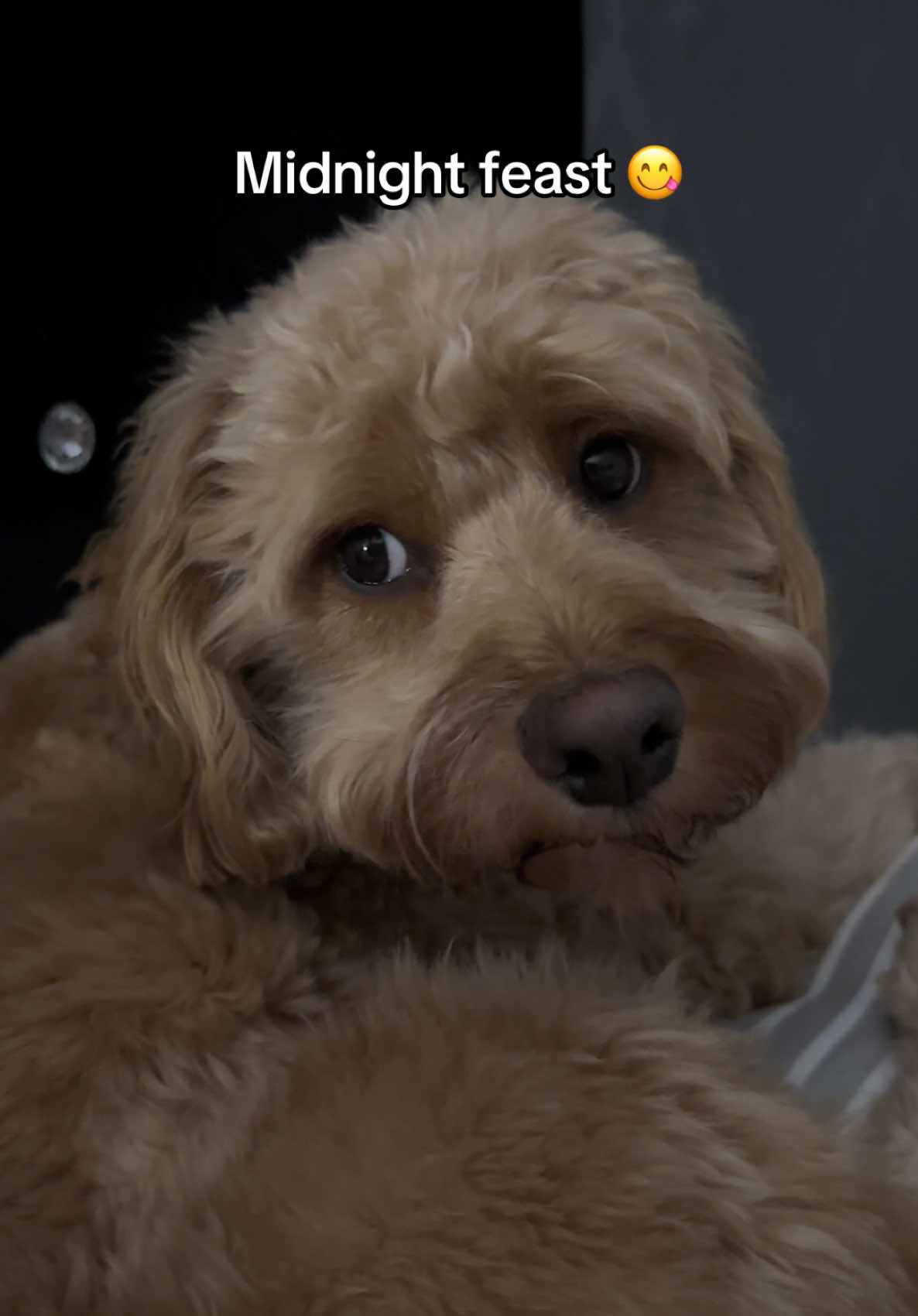 @Max the cavapoo 🐾