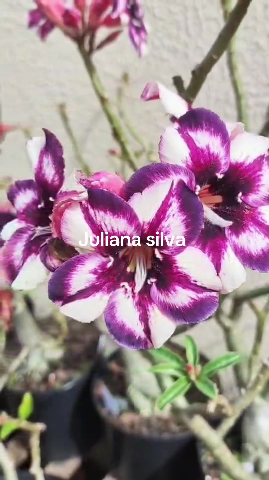 @Juliana silva