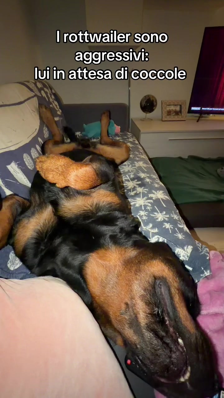 @Tutti pazzi per Ciro il rott
