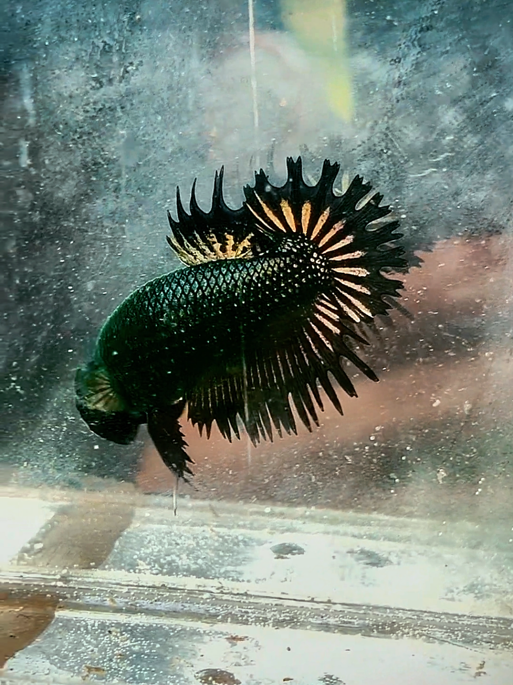 @Betta Junior