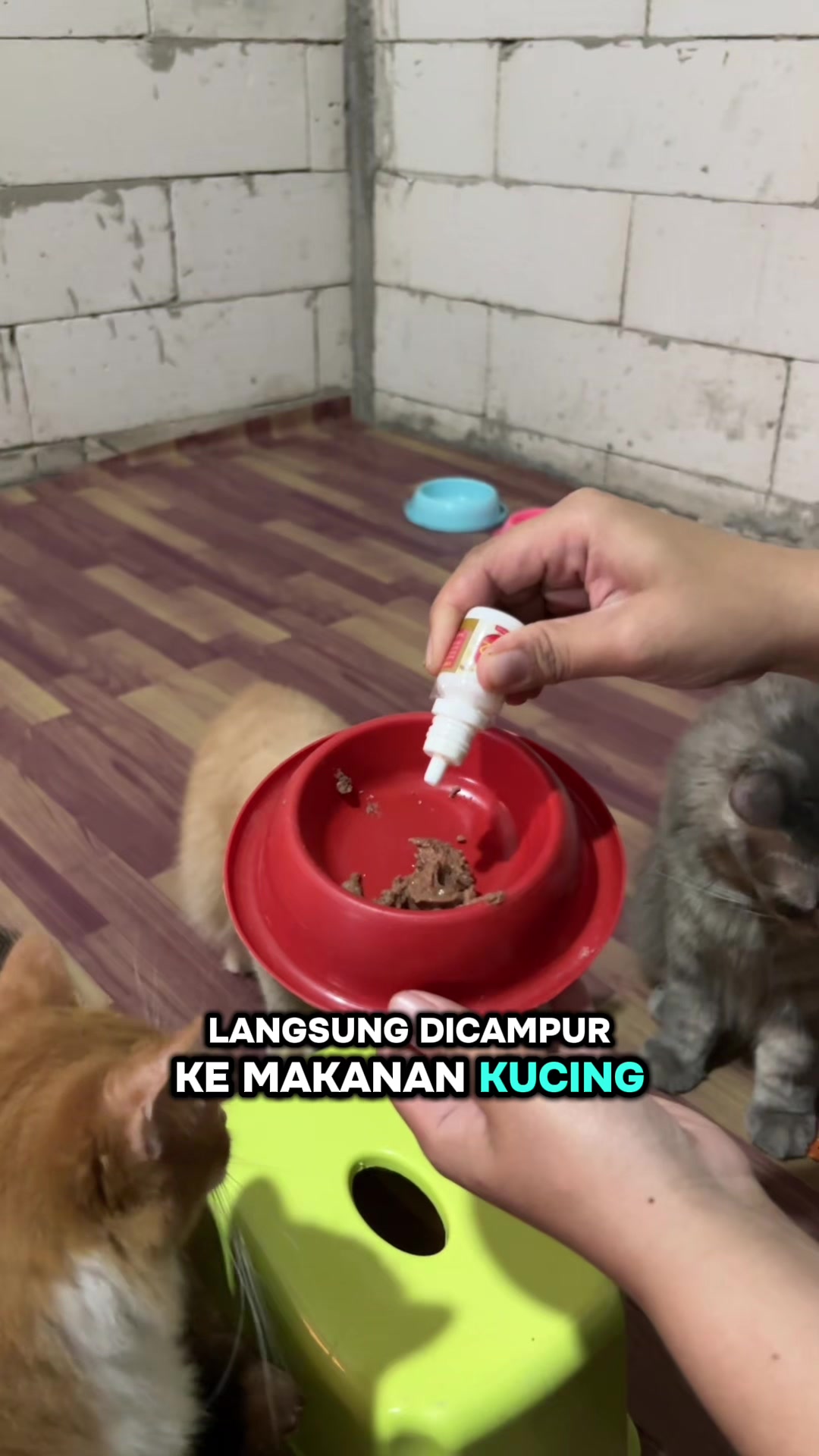 @BUMI ANABUL😺