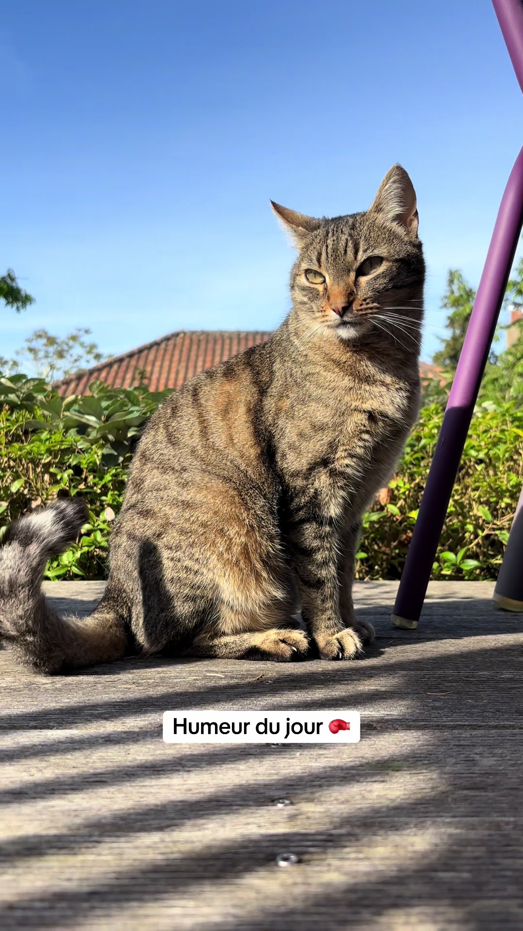 @Bulle la chatte 🐈
