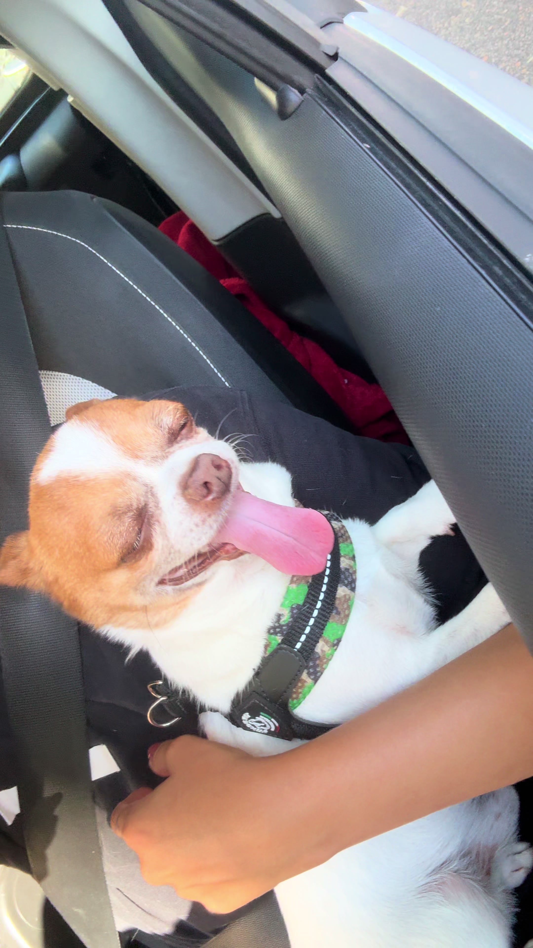 @Ninja_chihuahua