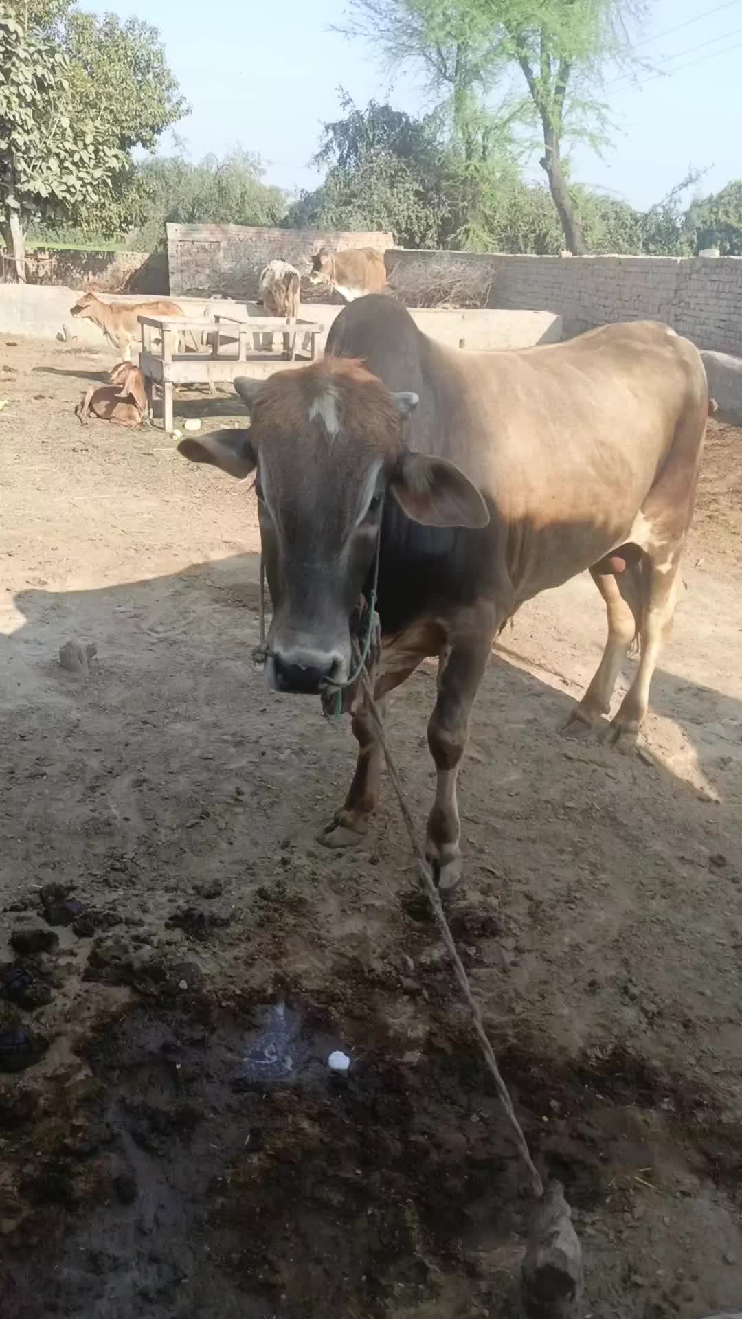 @Animal success
