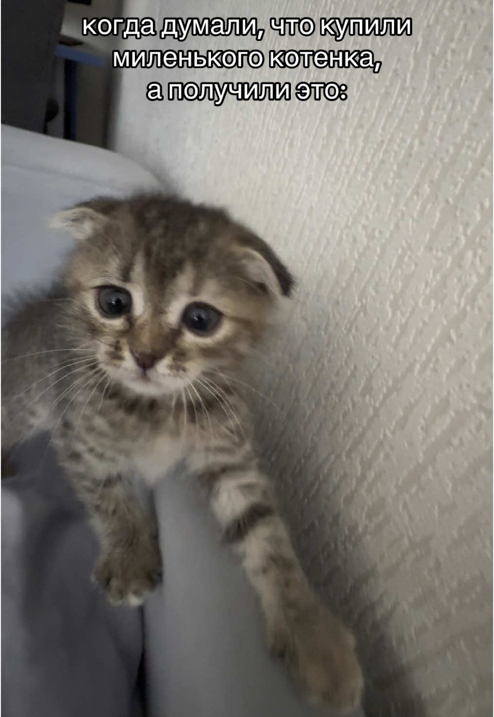 @catsandlovve