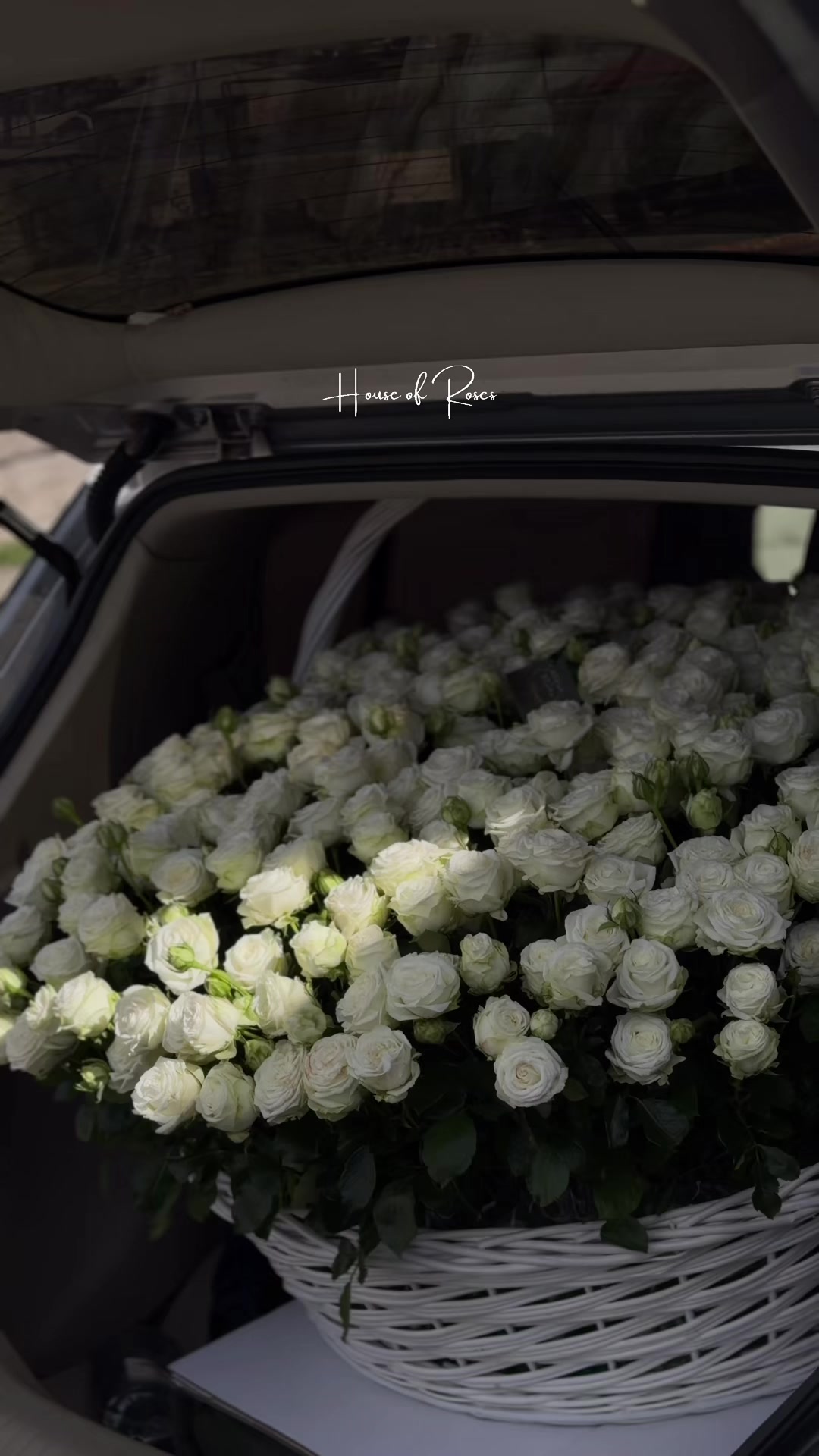 @Թարմ Վարդեր 🌹