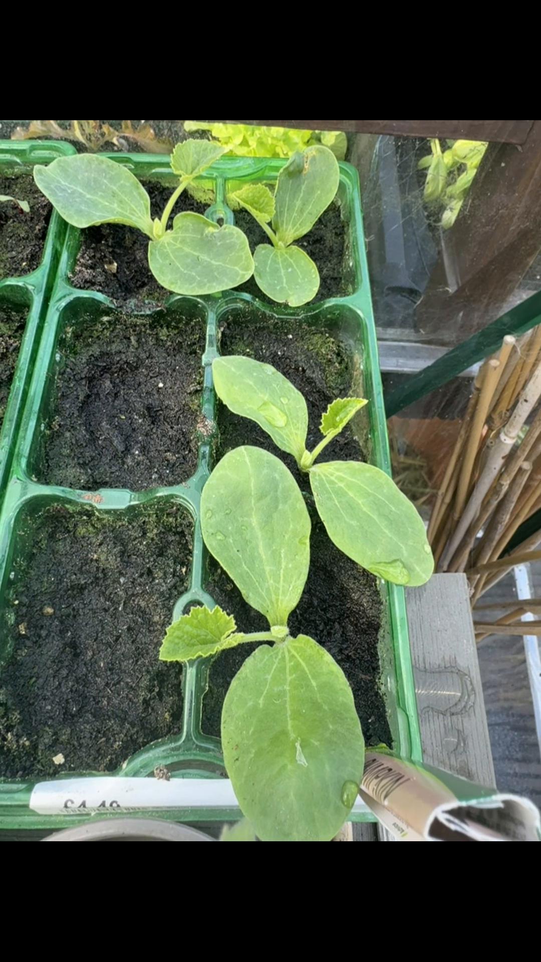 @grandadgreenhouse