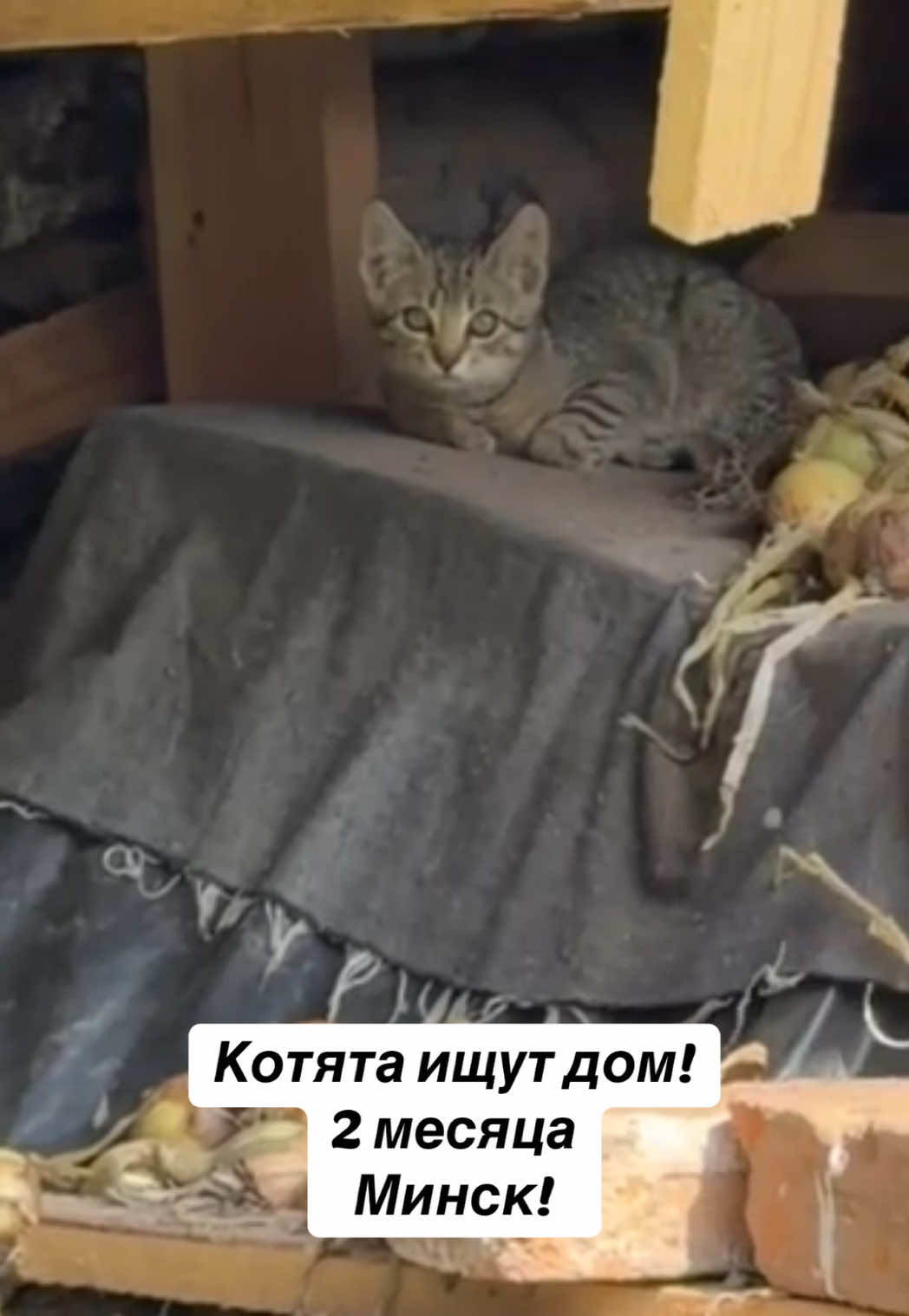 @Котята в дар!