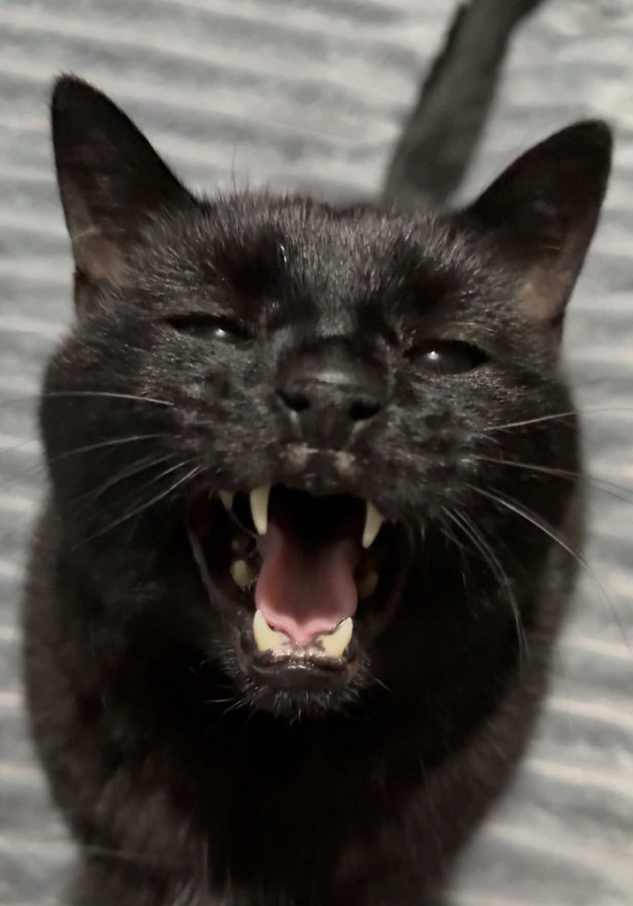 @Teefie_tribe 🐈⬛🐈⬛🐈🦷🦷