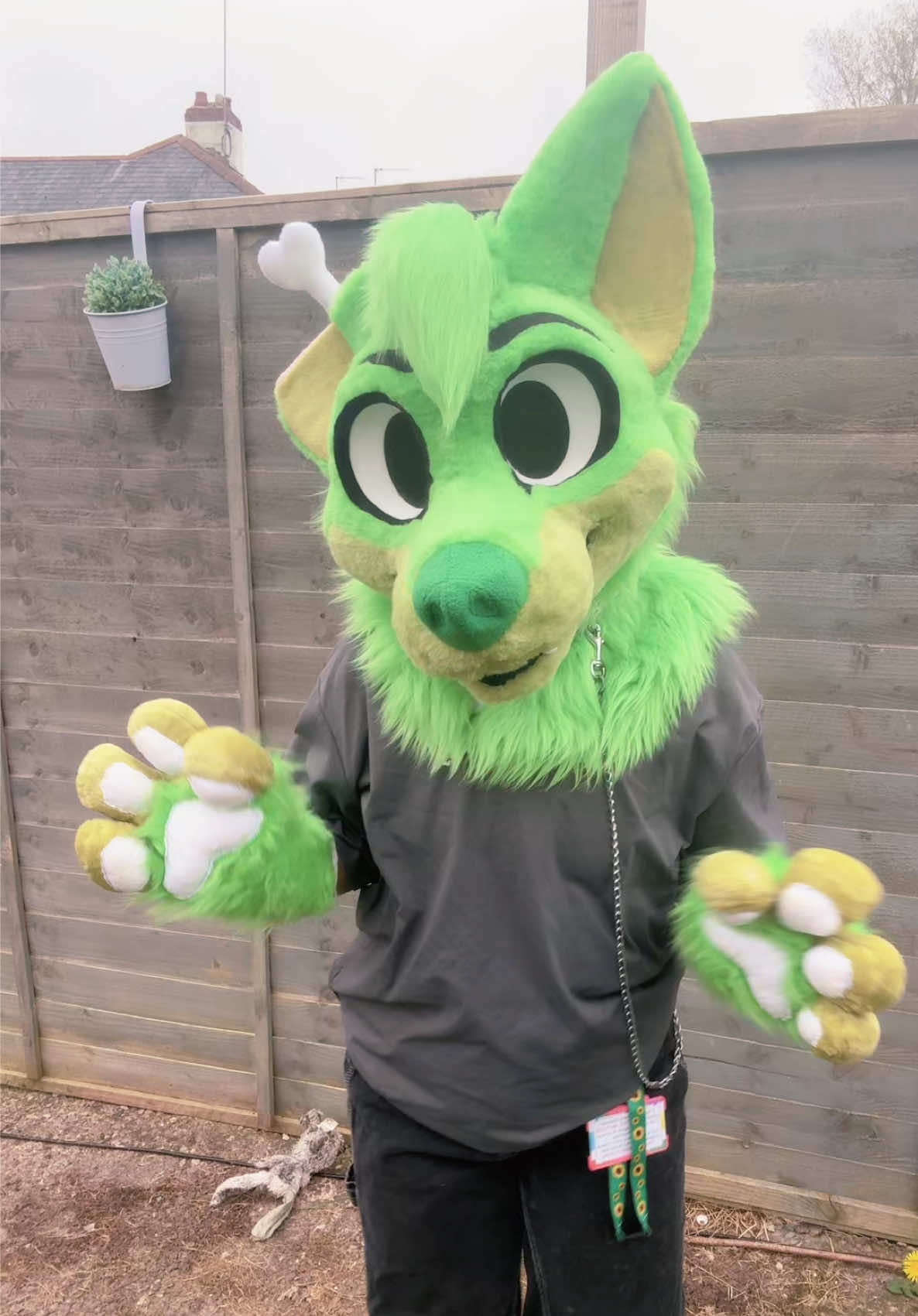 @★彡 ~ paws! ~ ★彡