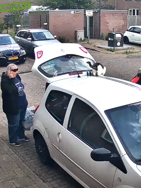 @Dumpert