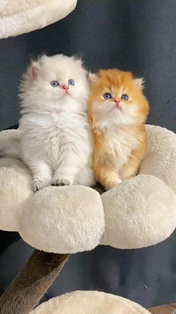 @flower.pet.2