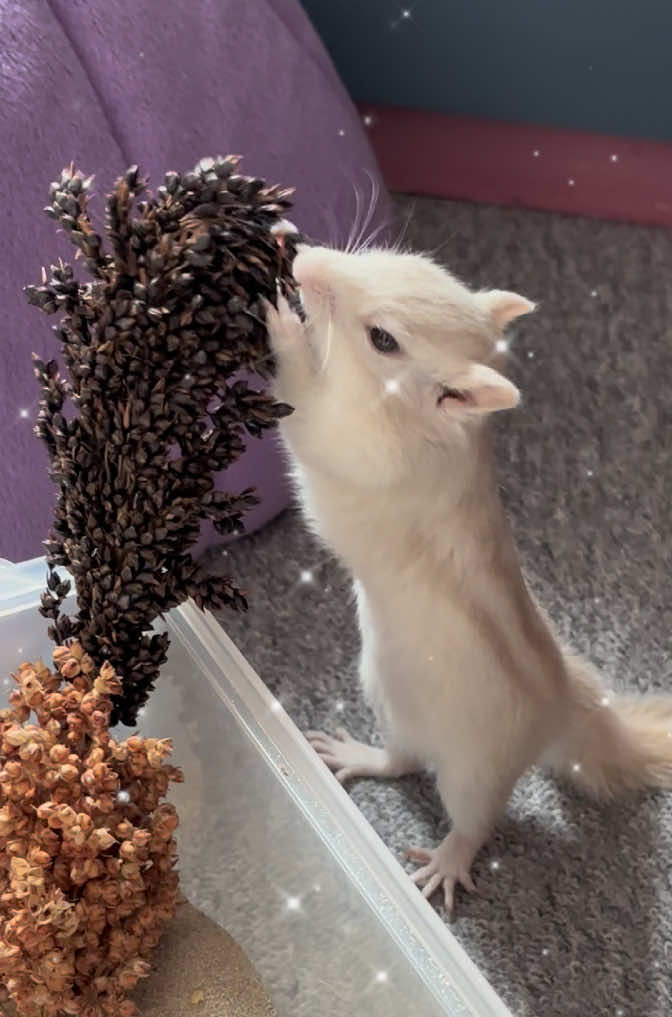 @Jenny&Skippi🐿️ TeamV🐿️u🦔🏰