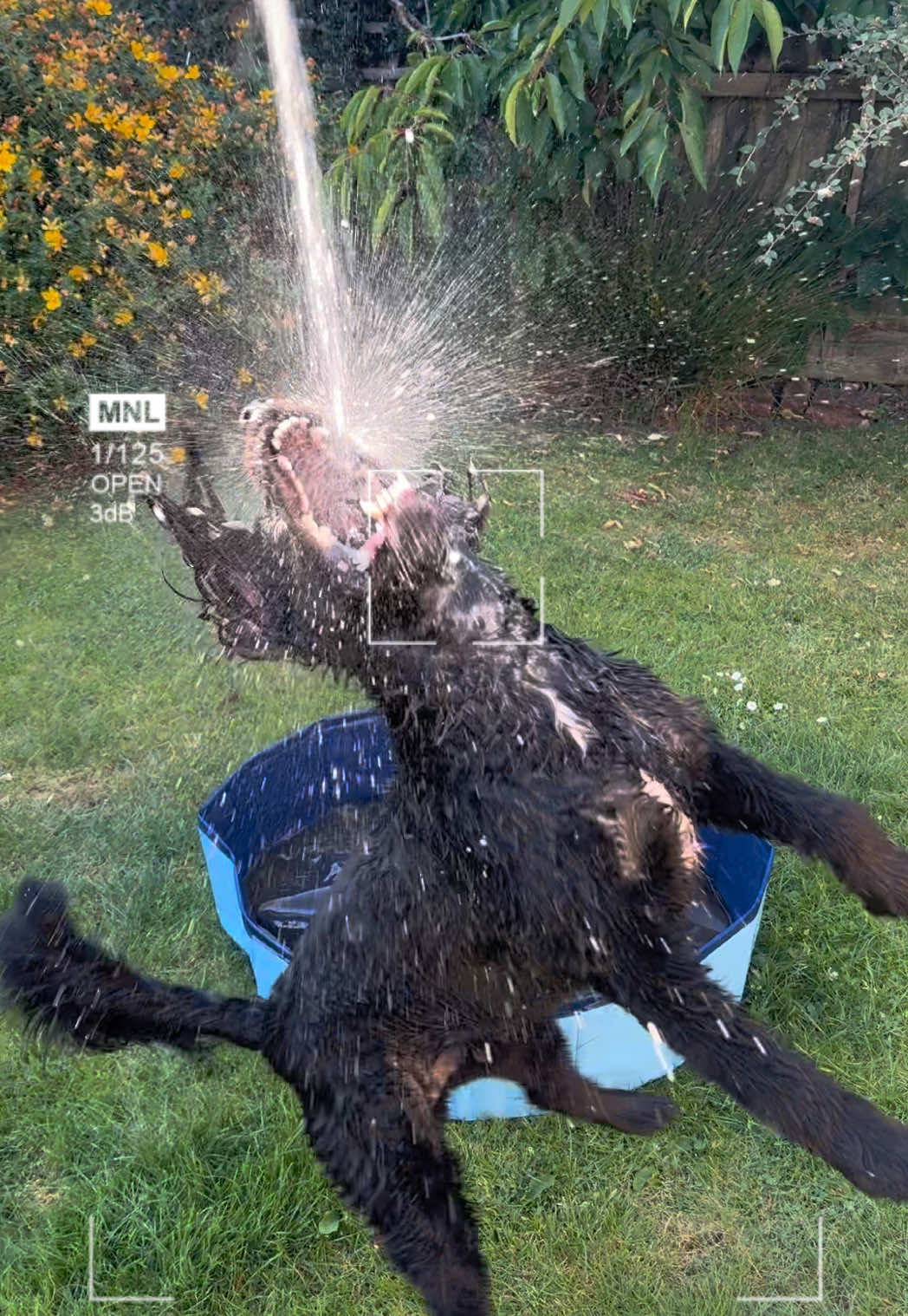 @PEPSI 🐾