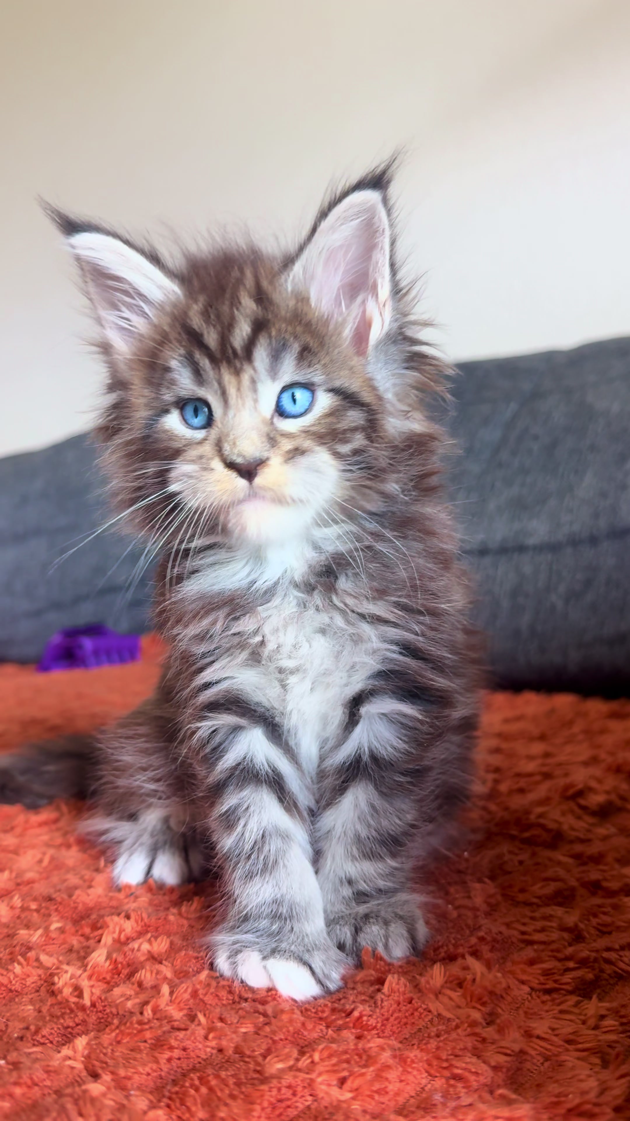 @WilderRegenbogenMaineCoon