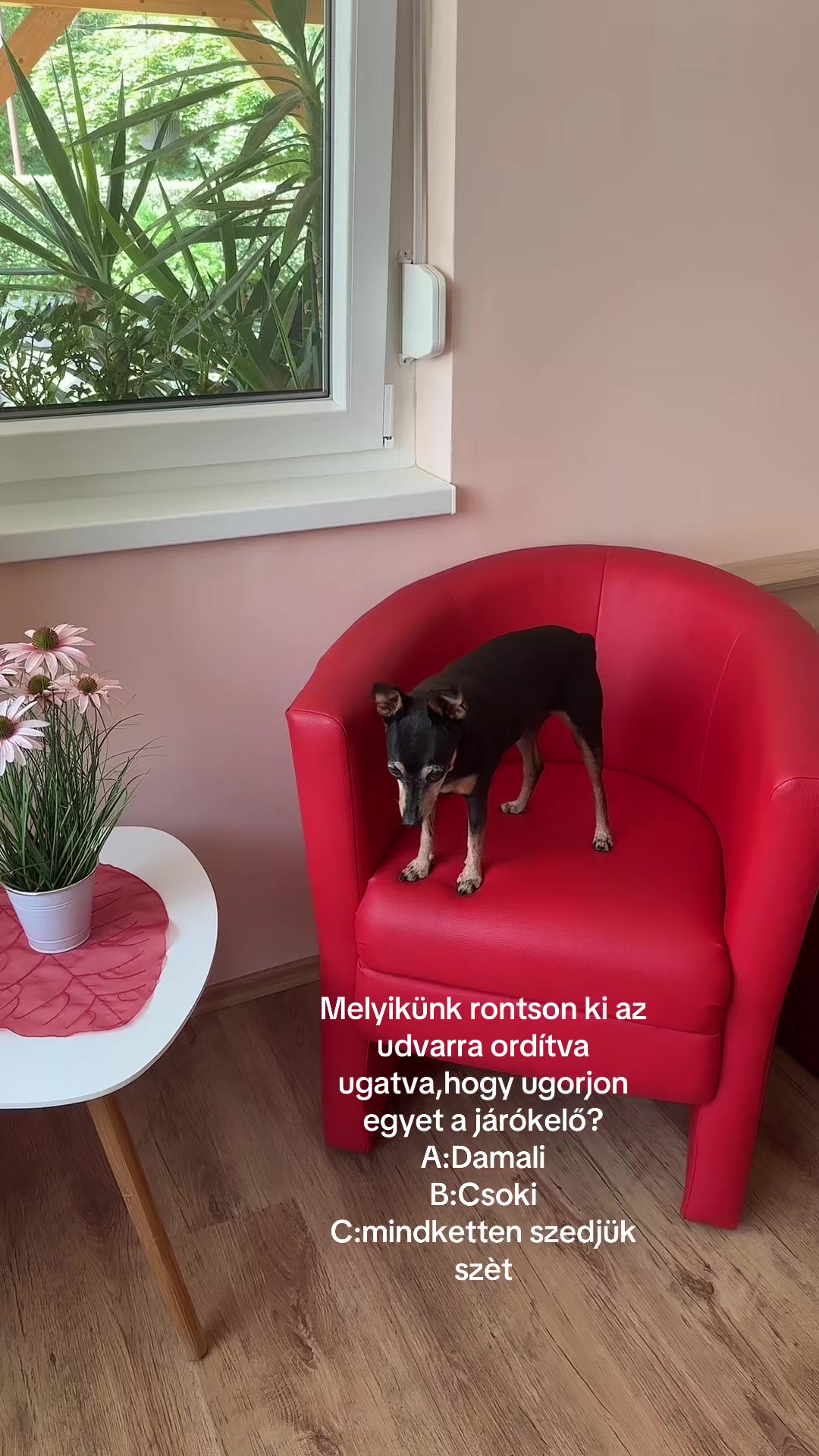 @Lucko Barf & Kutyasüti