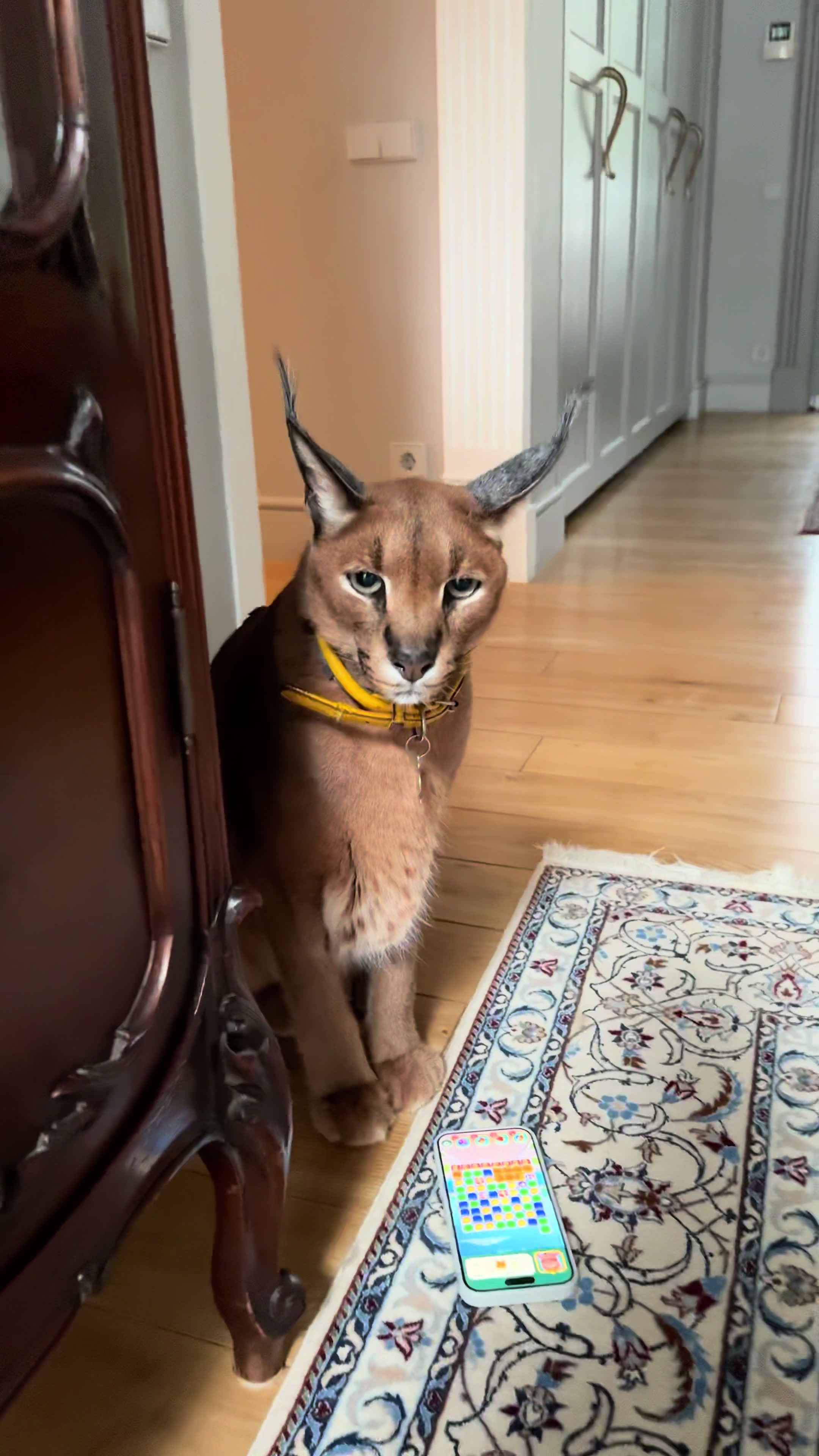 @Pumba Caracal