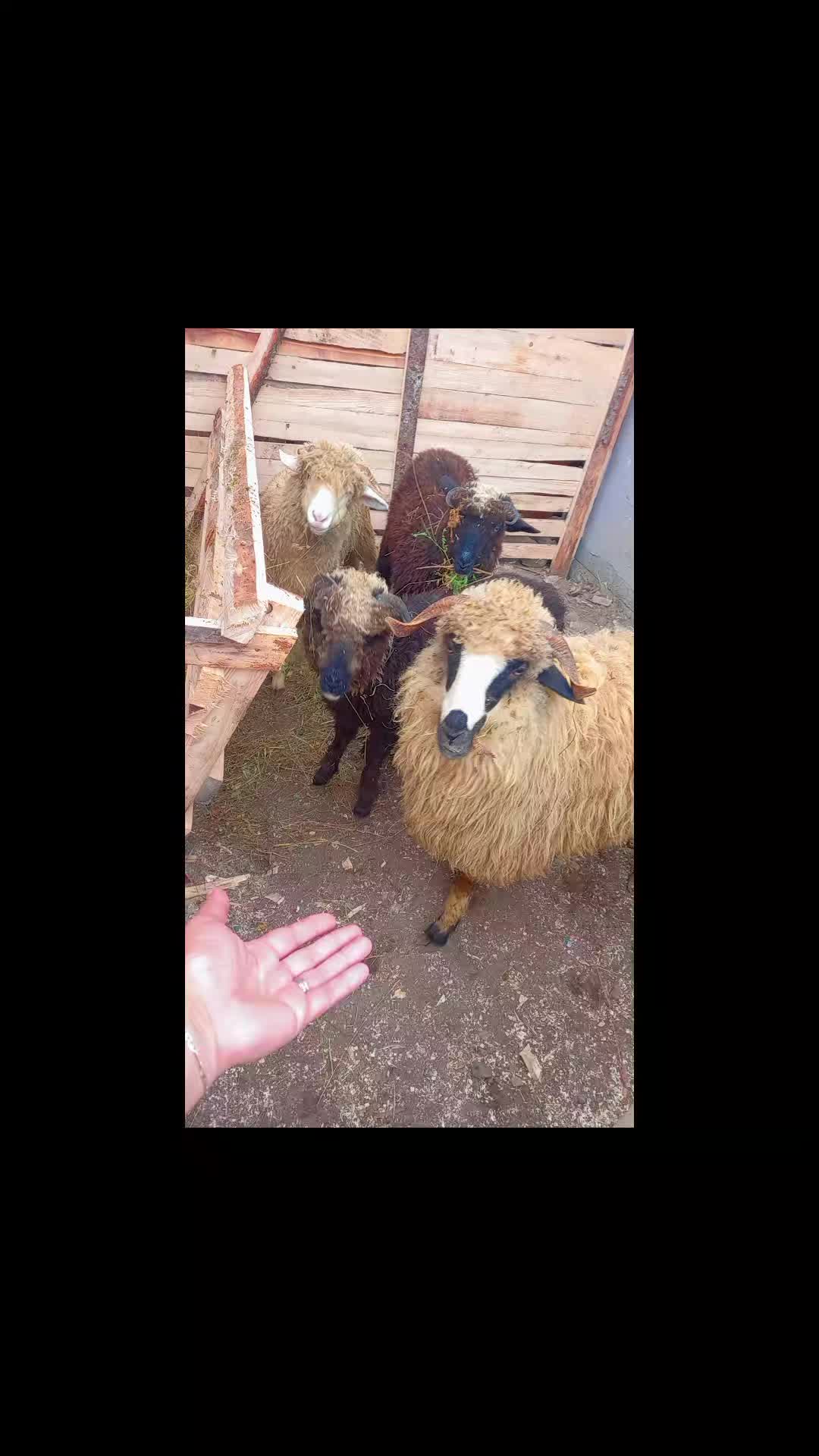 @Florica Lăcrimioara ❤️Aurel ♥️