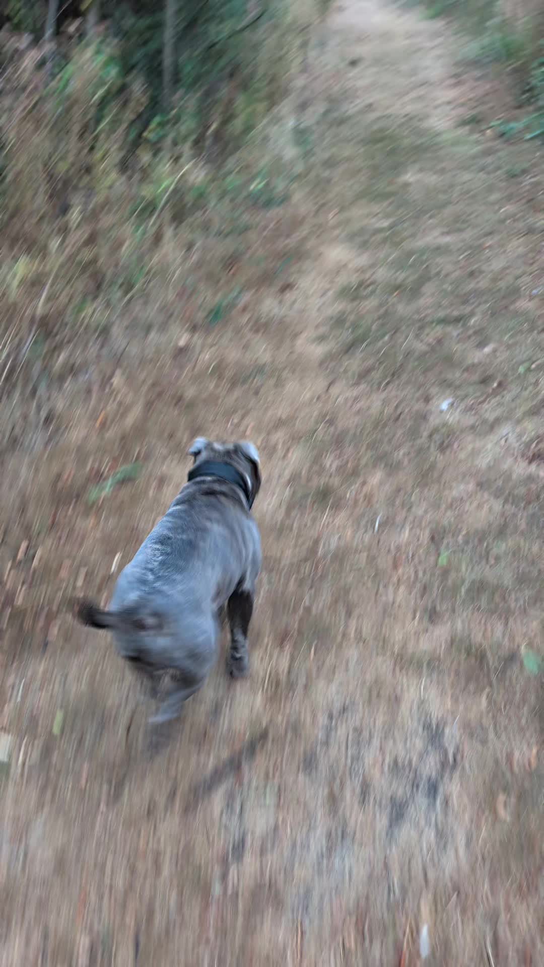 @The Blue Staffy Stanley