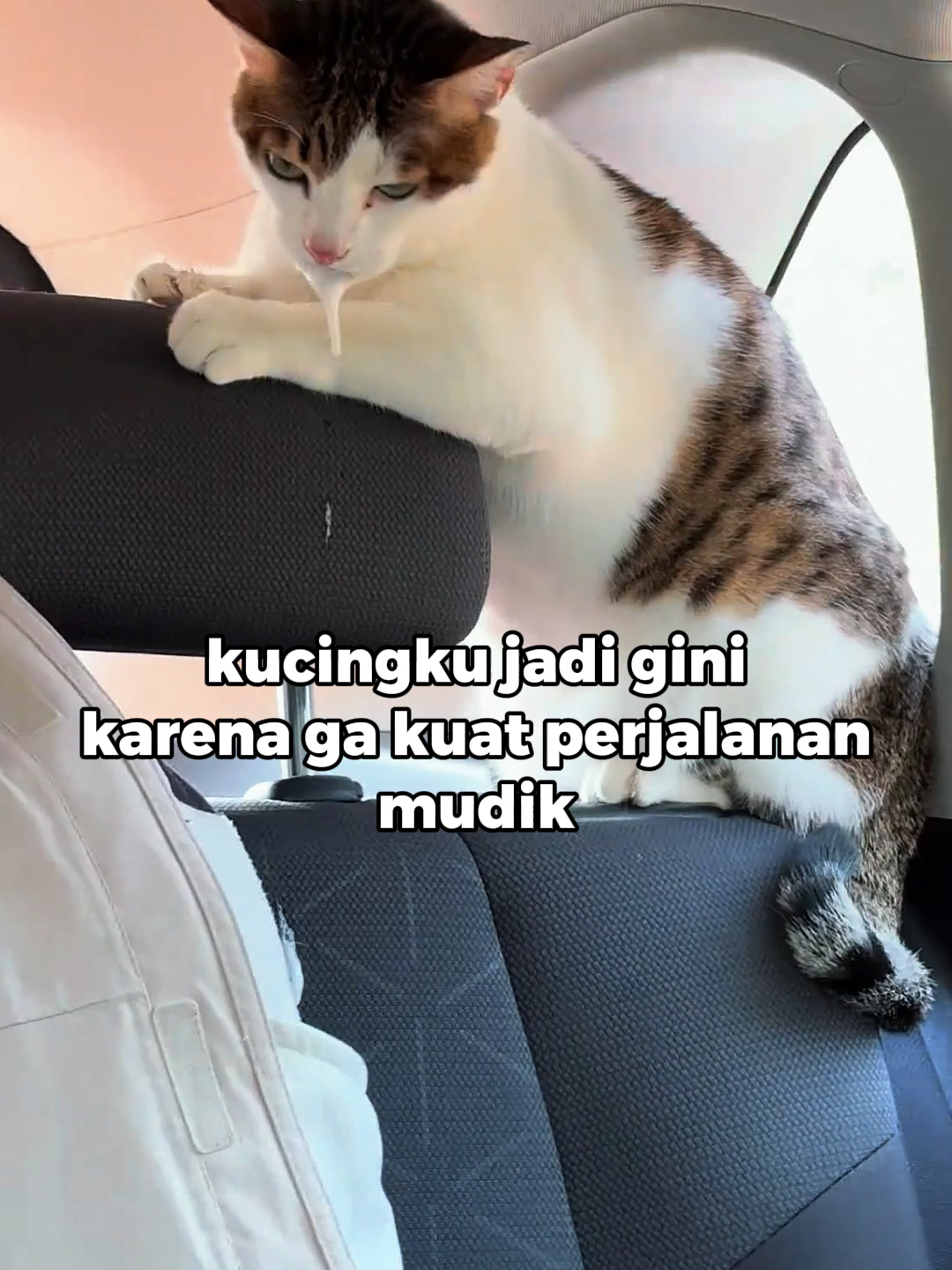 @Faunafella Care