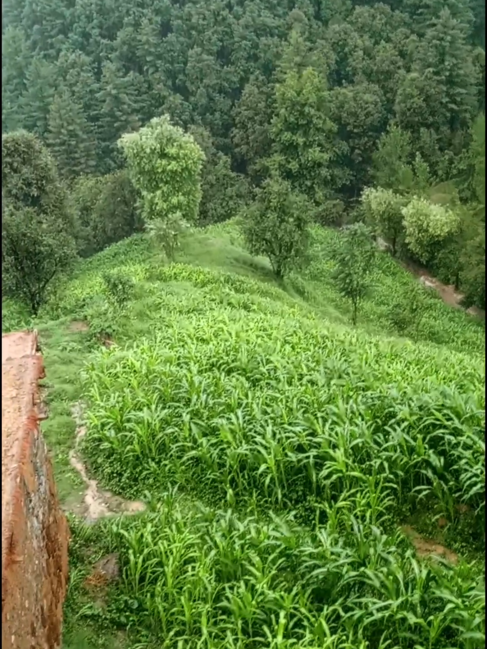 @🌲غر سنے 🌲
