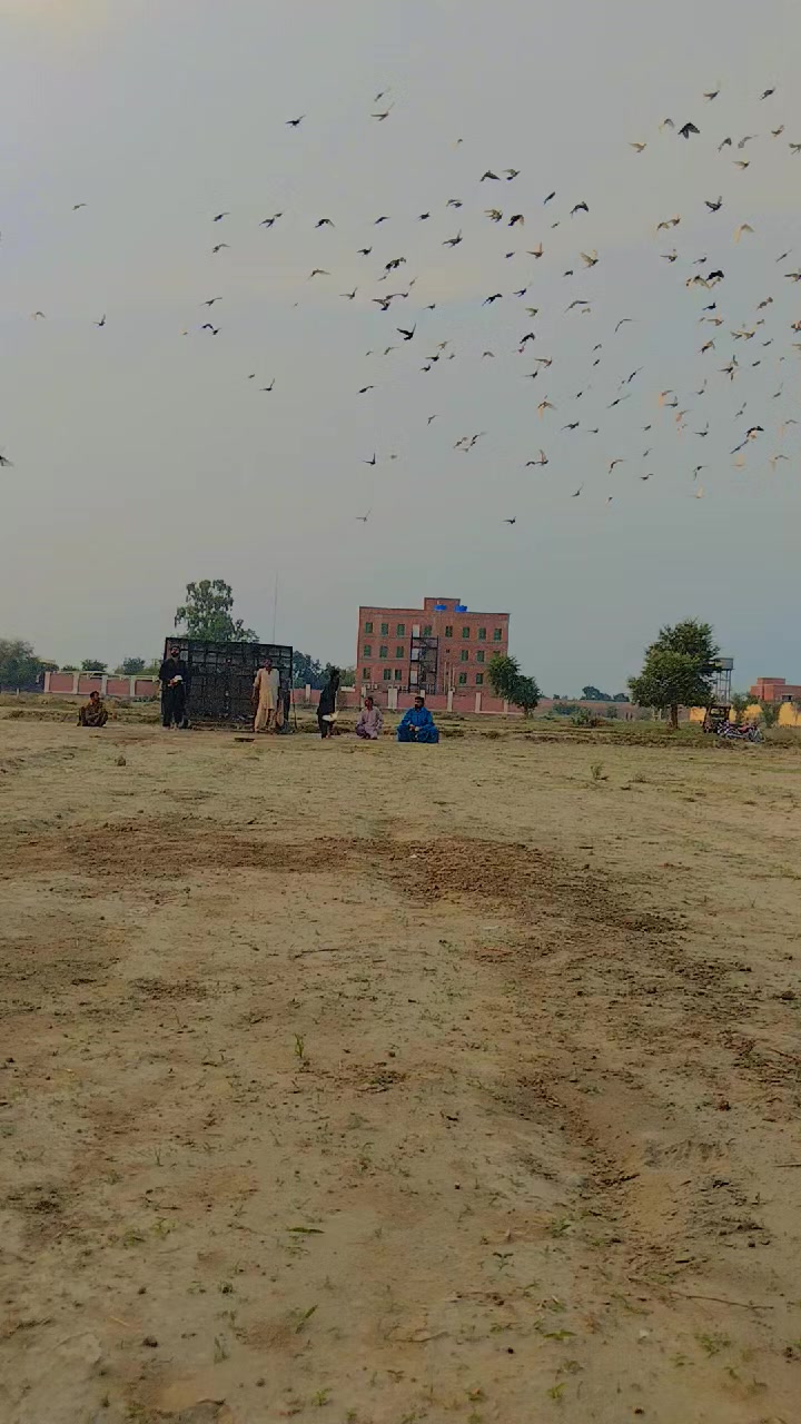 @عدیل رحمن لیہ وال کبوتر باز