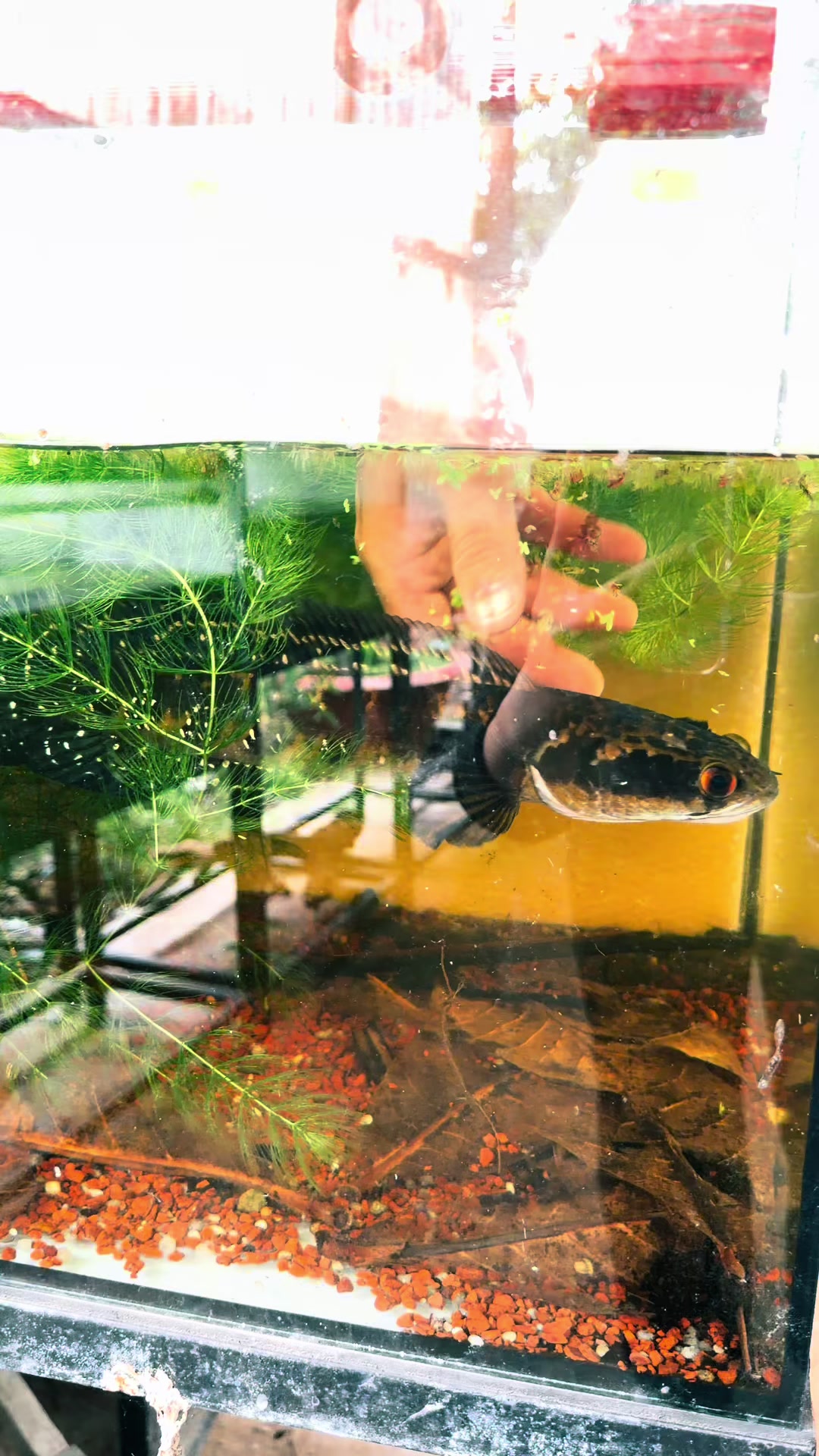 @Quốc Việt Channa