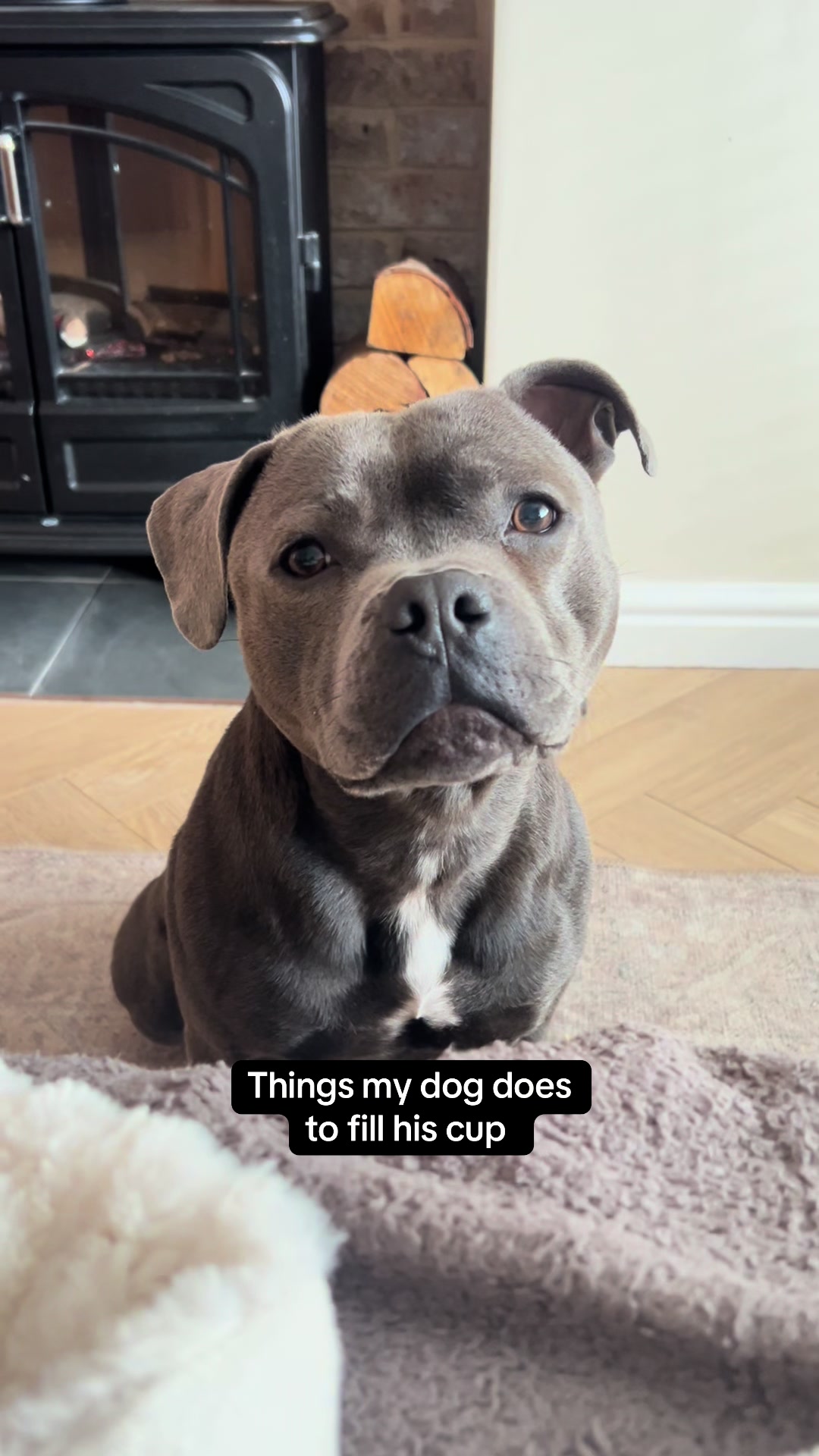@Zeus the Blue Staffy⚡️