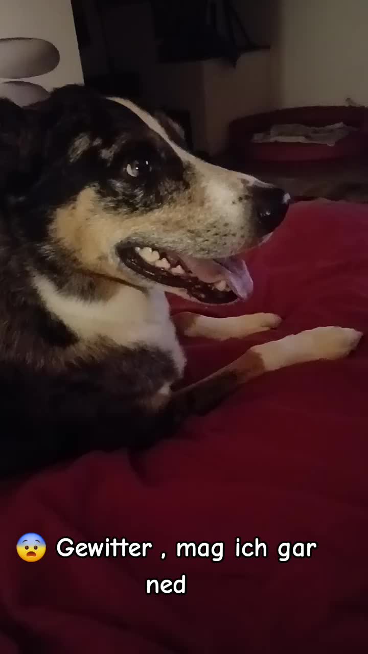 @Buddy the fundog