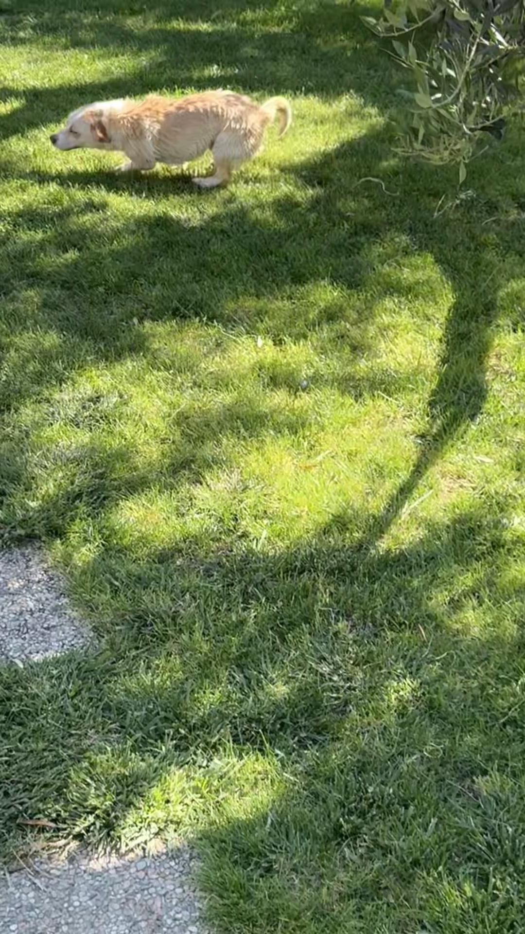 @🦅EV🦅