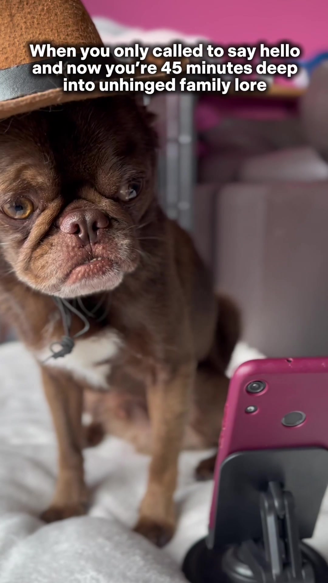 @ChilliThePug