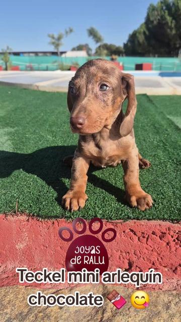 @joyas de ralu