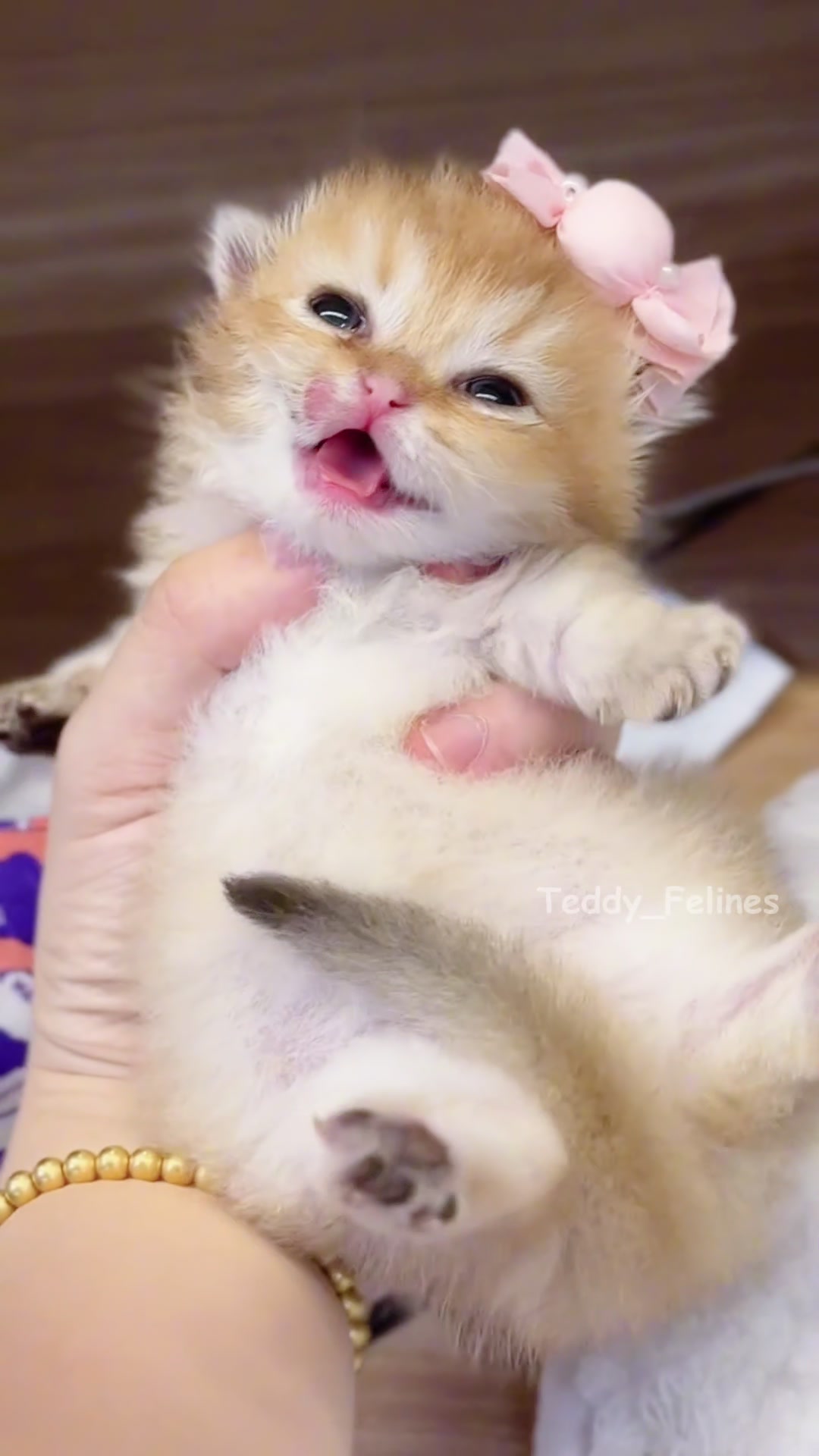 @Teddy_Felines 🧸🐾