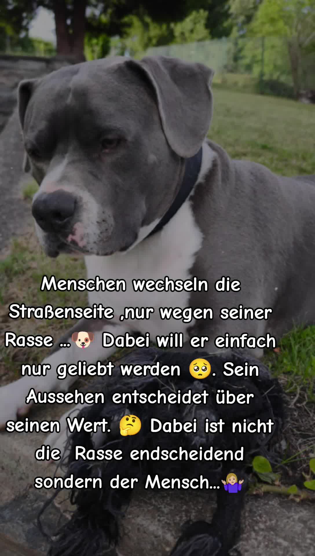 @Kampfschmusser_Nero🖤