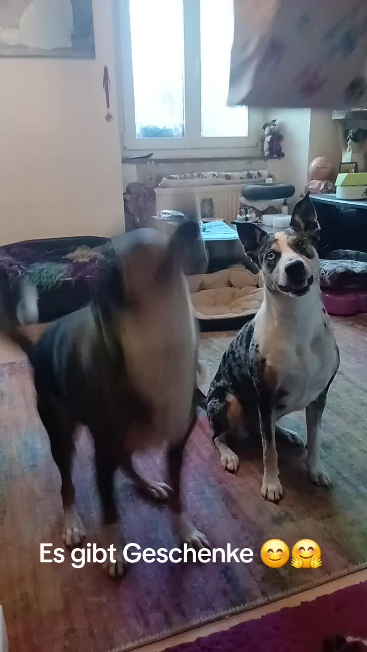 @Buddy the fundog