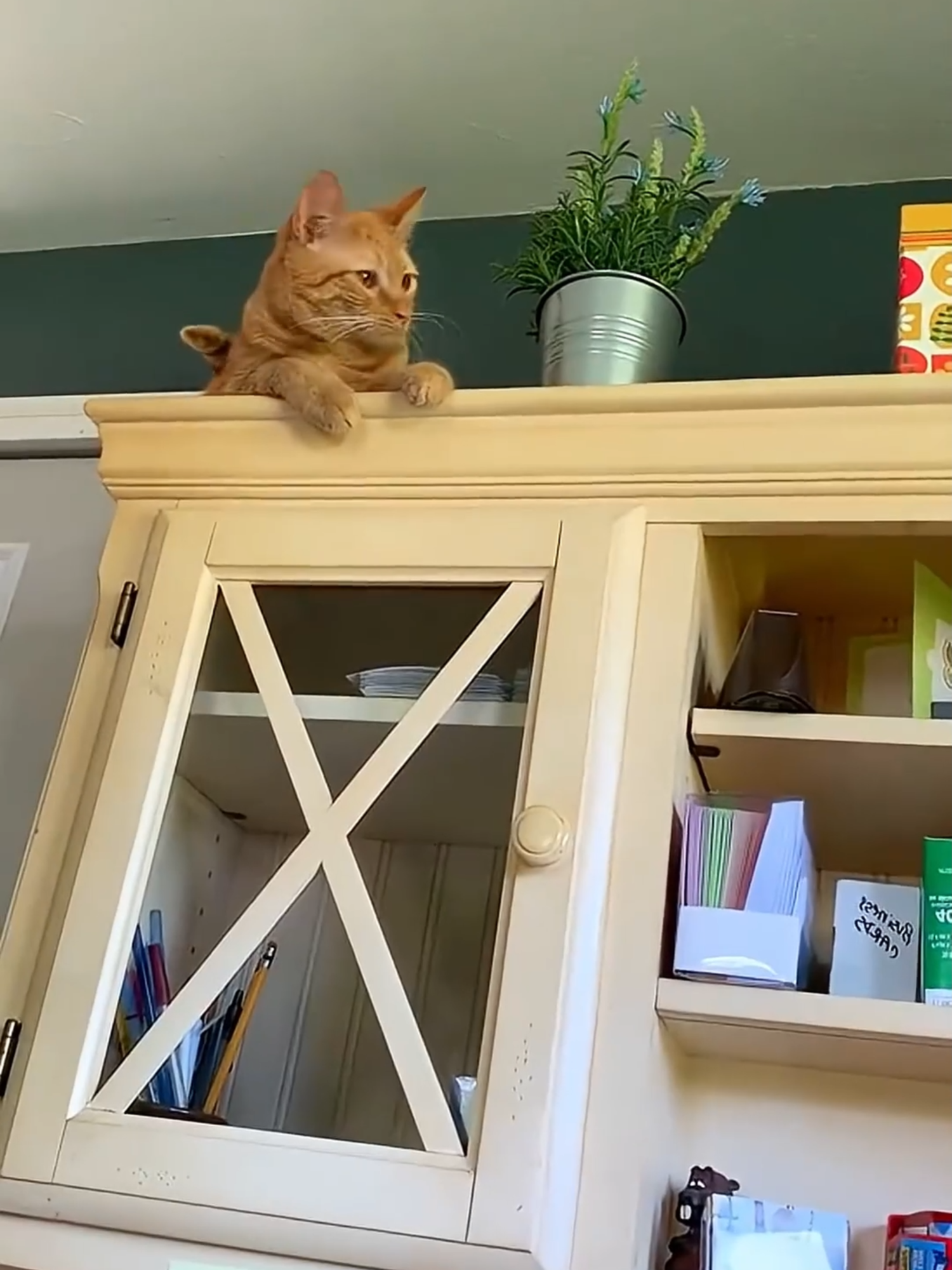 @Funny Cats 🐈