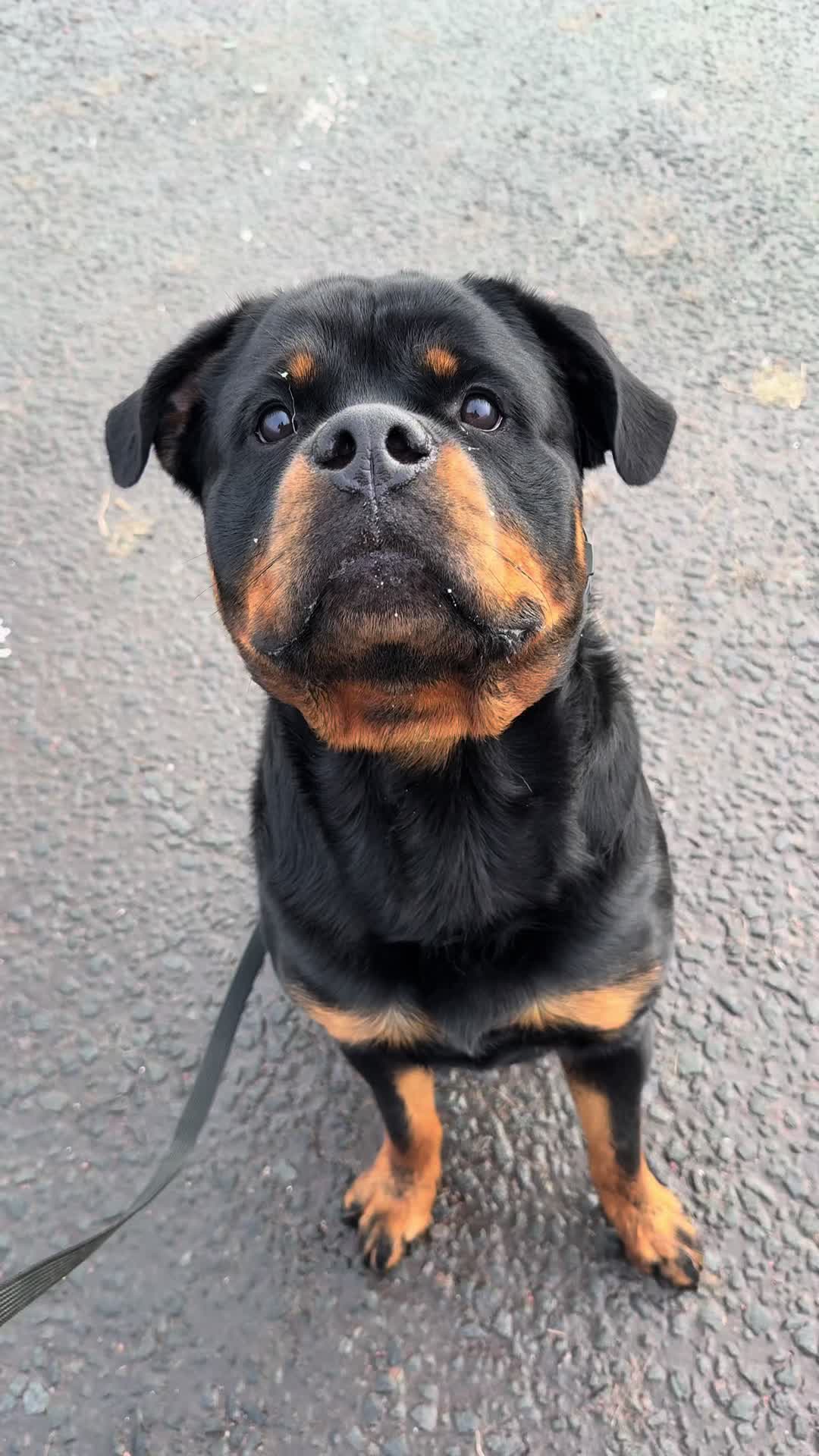@PAWS2TRAIN 🖤🧡