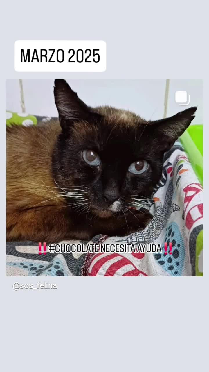 @SOS FELINA TENERIFE