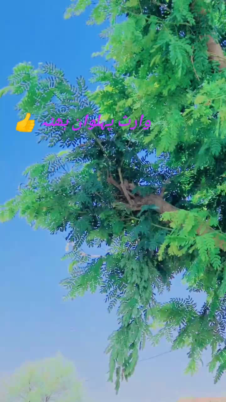 @waris.pehlwan.bhutta