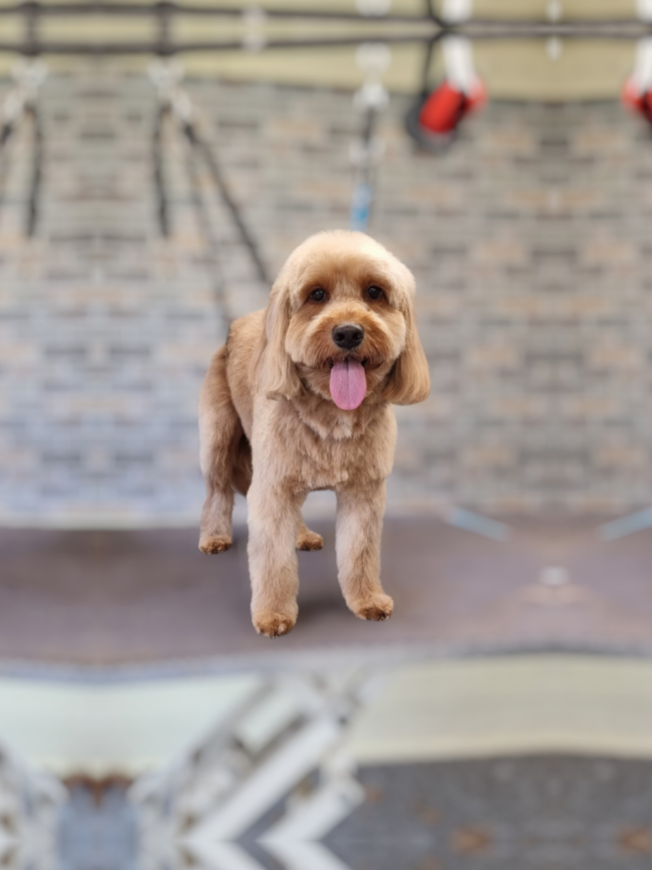 @PawsomeDogGroomingSouthOxhey