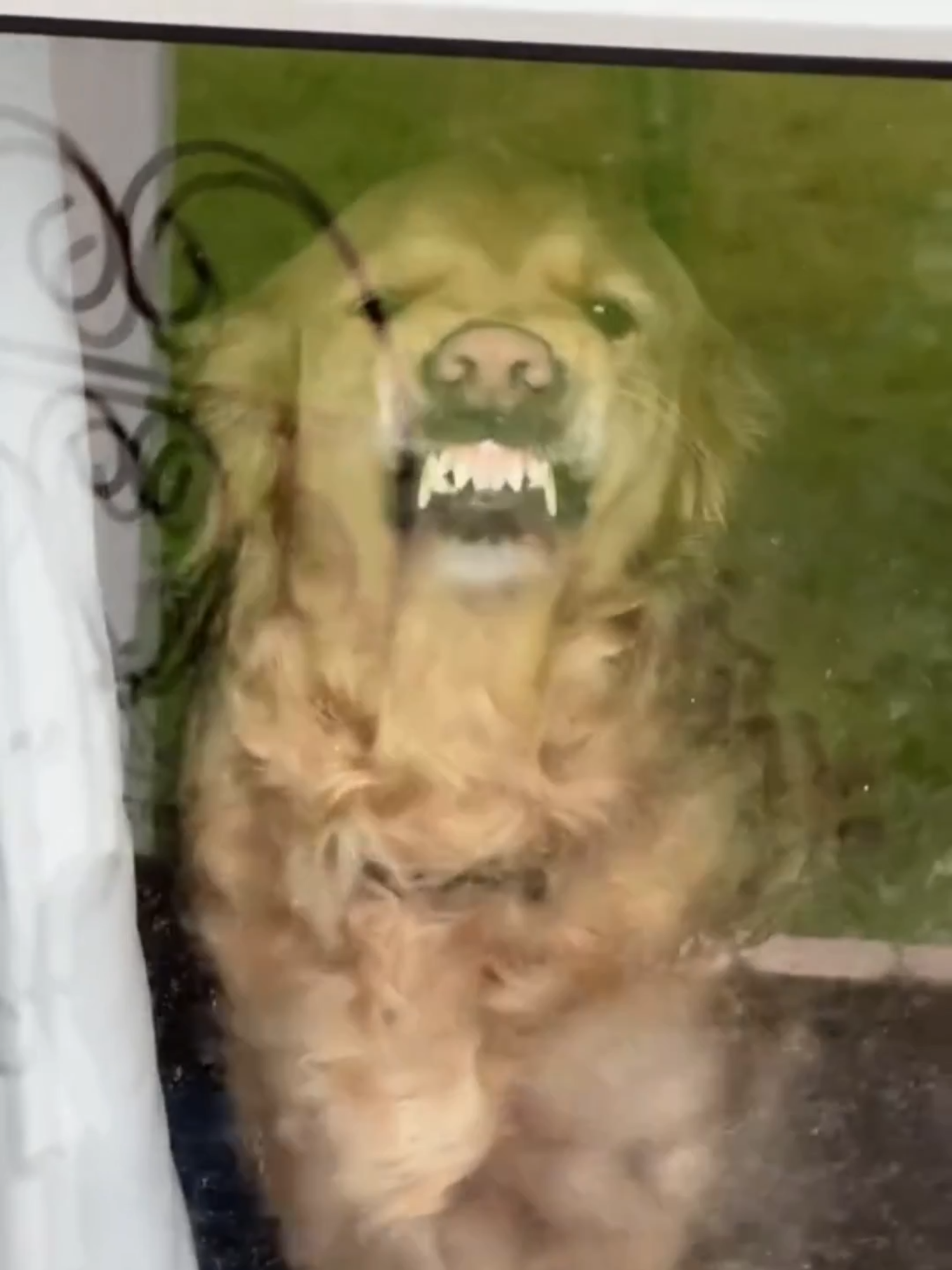 @WoofWoofTV