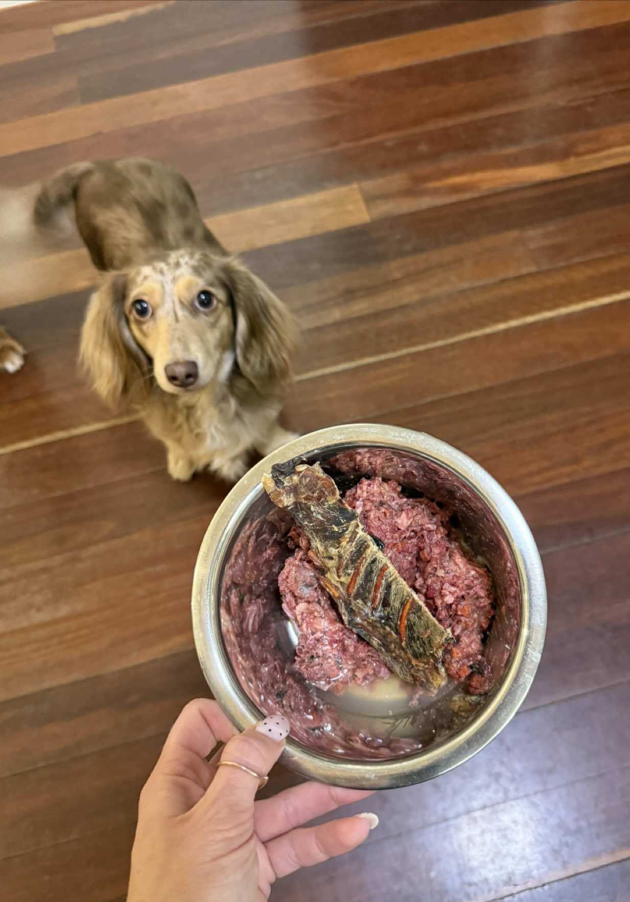 @Dachshund Dynasty
