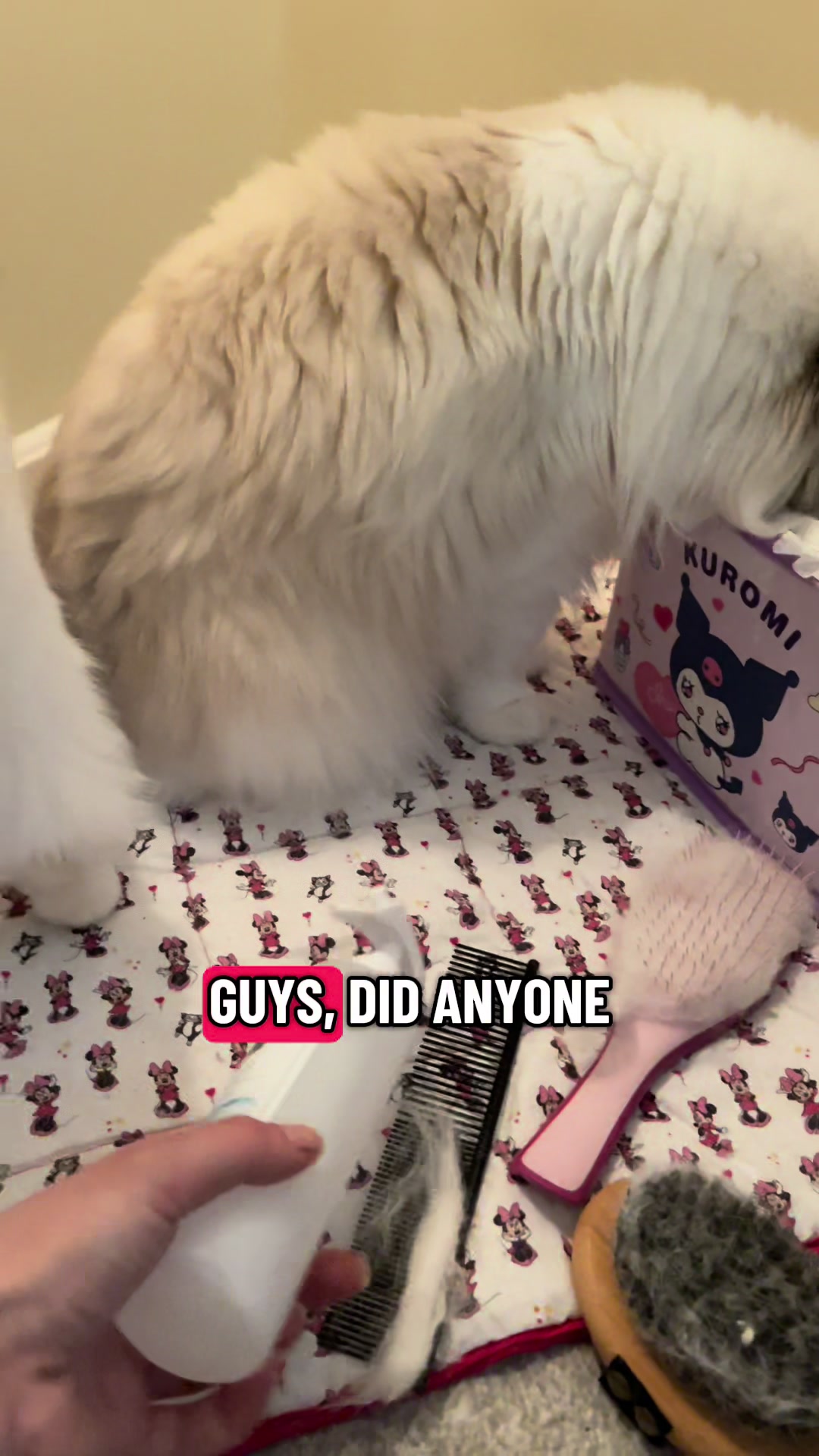 @TheFancyCatsWorld