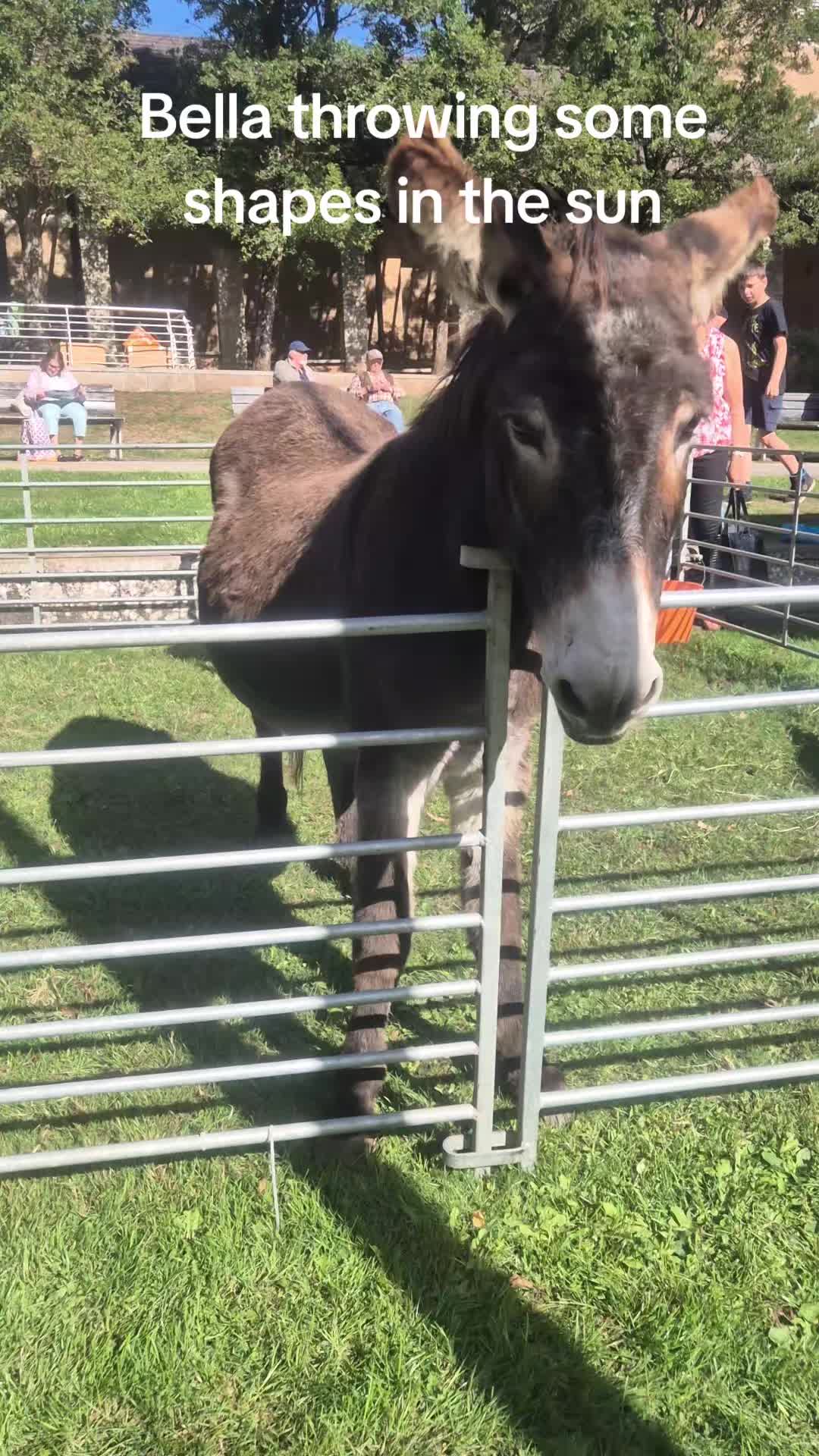 @Kellys Donkeys & 2nd Chance F